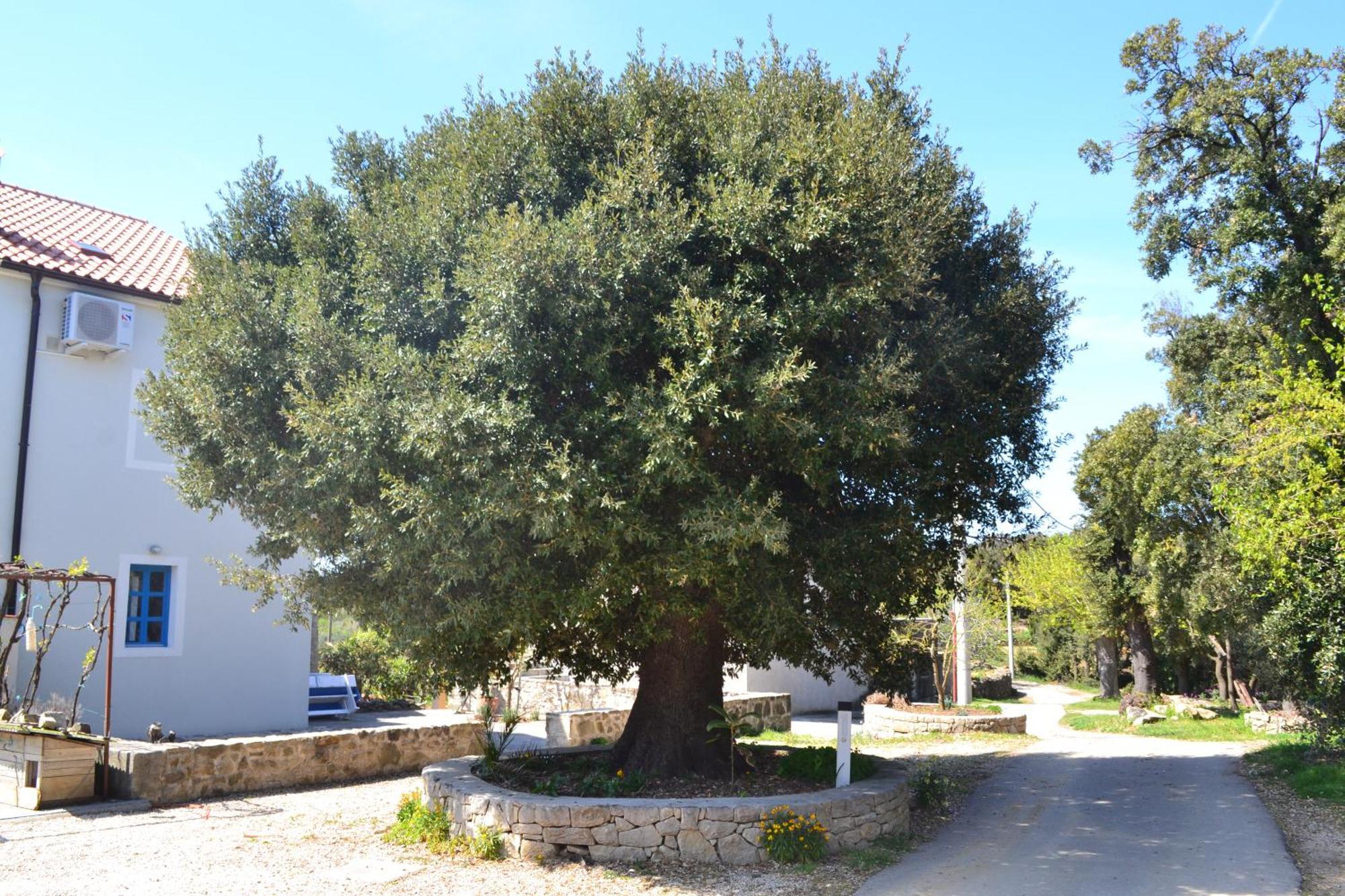 سوبيتارسكا دراغا Country House Vrsani المظهر الخارجي الصورة